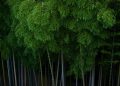 Xiaomi đặt mục tiêu cắt giảm 98% phát thải khí nhà kính (GHG) từ các phân khúc hoạt động chính vào năm 2040