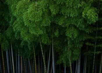 Xiaomi đặt mục tiêu cắt giảm 98% phát thải khí nhà kính (GHG) từ các phân khúc hoạt động chính vào năm 2040