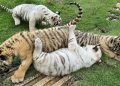 Hổ Belgan chết hàng loạt tại Khu du lịch Vườn Xoài, nghi do ăn thịt gà
