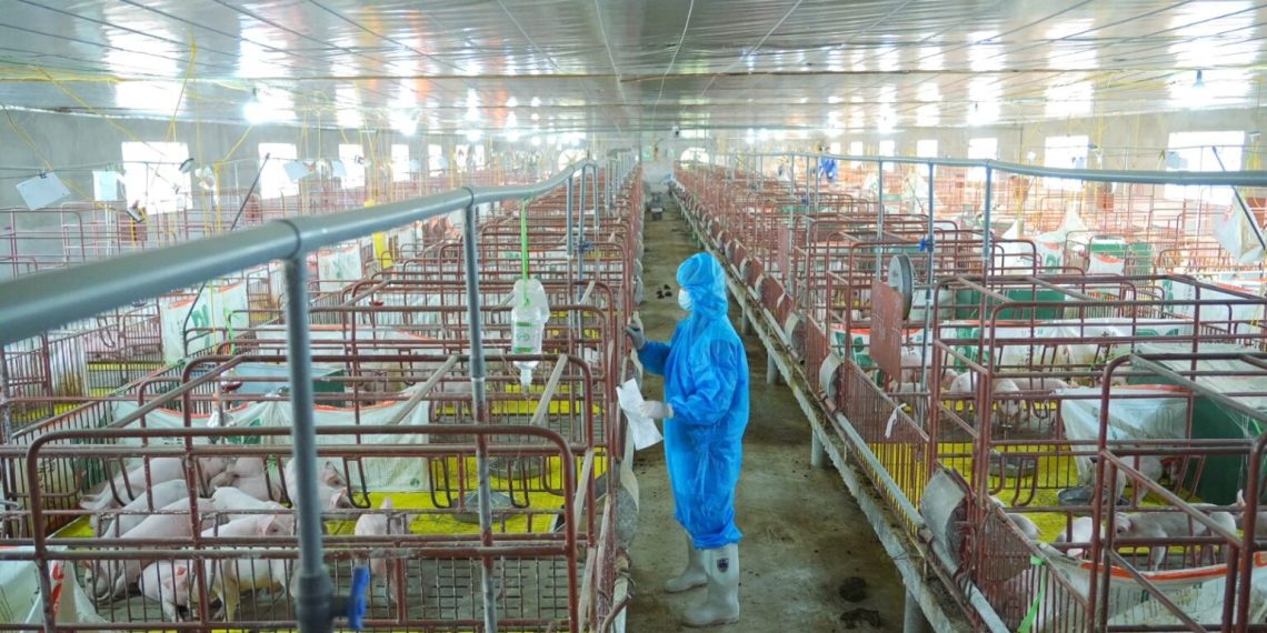 Triển khai mô hình chăn nuôi lợn an toàn sinh học theo chuỗi giá trị
