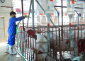 Tăng cường chăn nuôi an toàn sinh học, triển khai quy trình “không tiếp xúc” để phòng chống dịch tả lợn Châu Phi